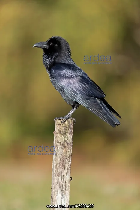 : Common Raven (Corvus corax) adult, standing on post : Common Raven (Corvus corax) adult, standing on post