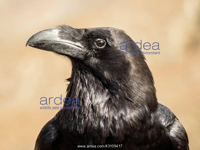  : Common raven (Corvus corax), animal portrait, Fuerteventura