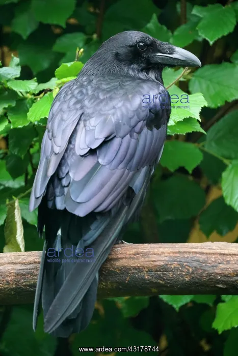 : Common raven (Corvus corax), animal portrait, captive : Common raven (Corvus corax), animal portrait, captive