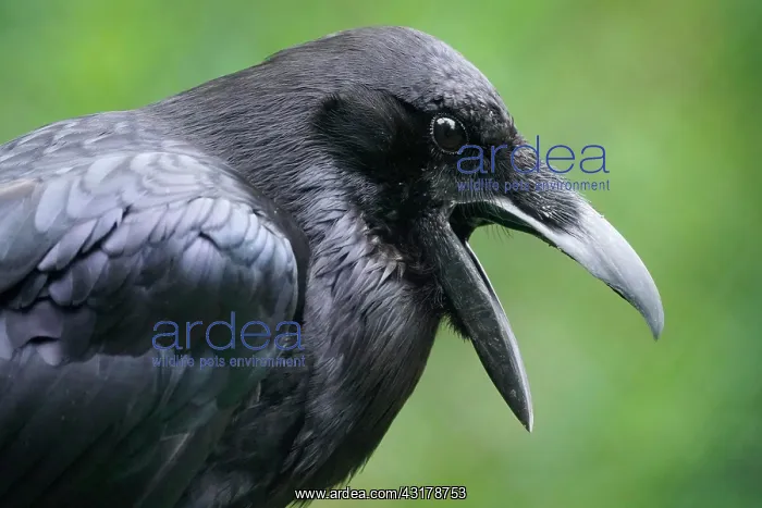 : Common raven (Corvus corax), animal portrait, captive : Common raven (Corvus corax), animal portrait, captive