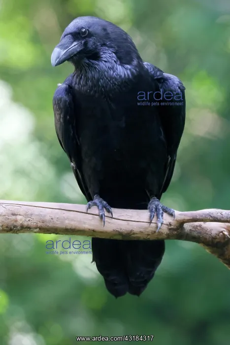 : Common raven (Corvus corax), animal portrait, captive : Common raven (Corvus corax), animal portrait, captive