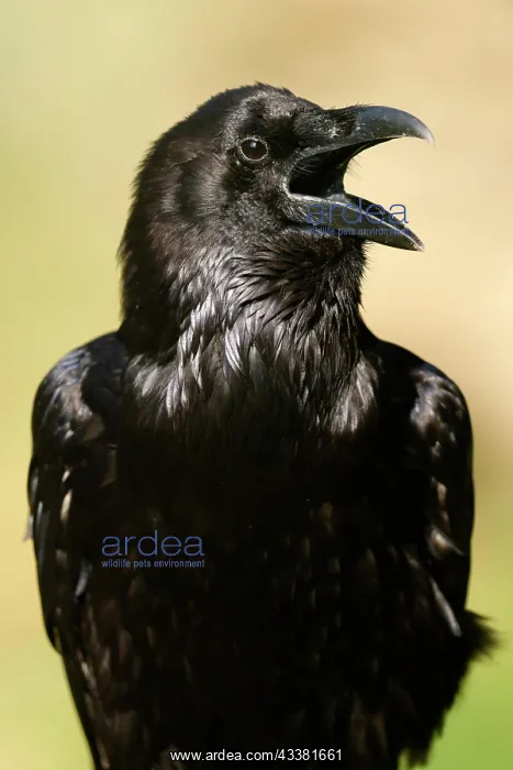 : Common raven (Corvus corax), animal portrait, ca : Common raven (Corvus corax), animal portrait, ca