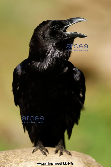 : Common raven (Corvus corax), animal portrait, ca : Common raven (Corvus corax), animal portrait, ca