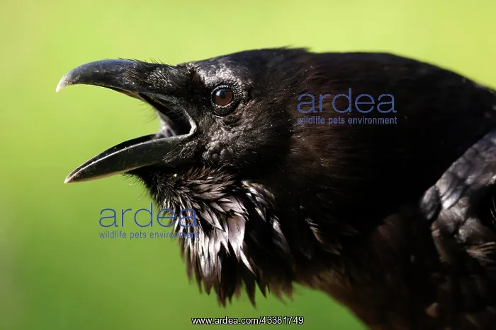 : Common raven (Corvus corax), animal portrait, ca : Common raven (Corvus corax), animal portrait, ca
