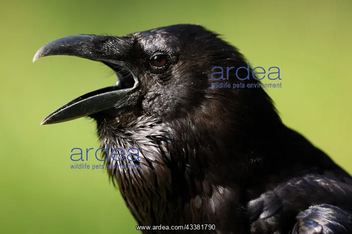  : Common raven (Corvus corax), animal portrait, ca