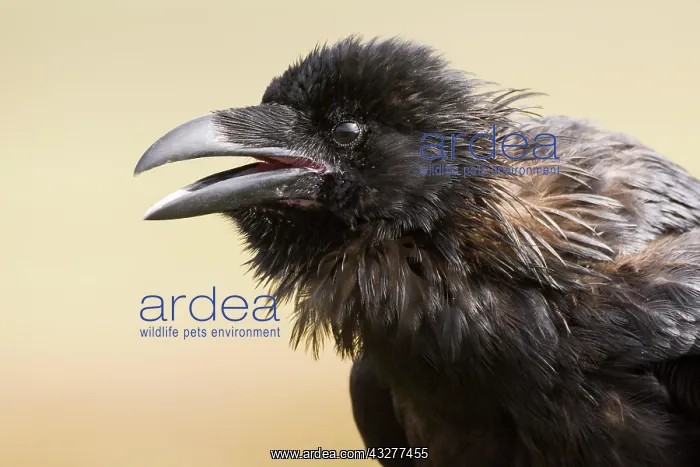: Common raven (Corvus corax), animal portrait, open : Common raven (Corvus corax), animal portrait, open