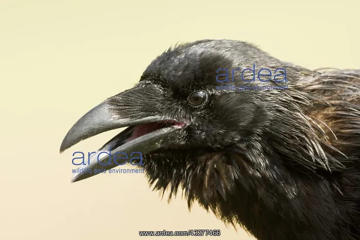 : Common raven (Corvus corax), animal portrait, open : Common raven (Corvus corax), animal portrait, open
