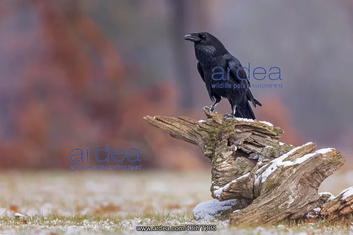 : Common raven (Corvus corax) Autumn leaves, autumn : Common raven (Corvus corax) Autumn leaves, autumn