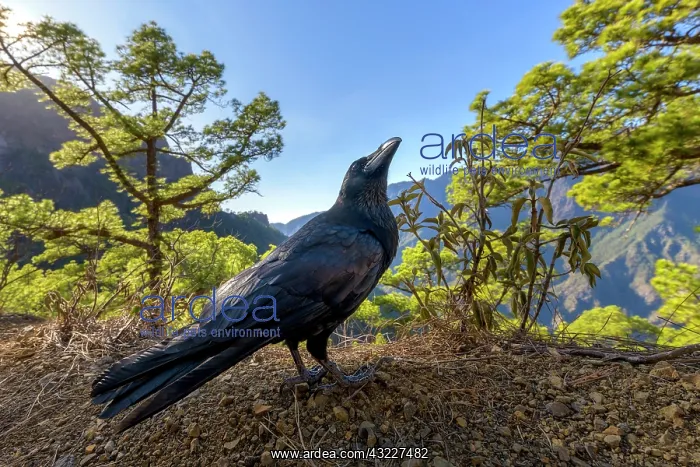 : Common raven (Corvus corax) in the caldera of Taburiente : Common raven (Corvus corax) in the caldera of Taburiente