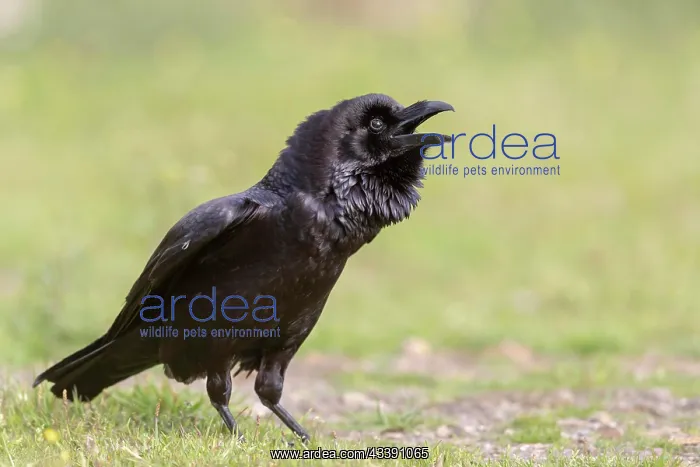 : Common raven (Corvus corax), calling, on the ground : Common raven (Corvus corax), calling, on the ground