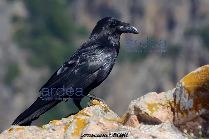 : Common raven (Corvus corax), Corsica, France, Europe : Common raven (Corvus corax), Corsica, France, Europe