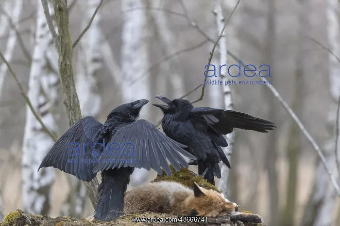 : Two common raven (Corvus corax), fighting and feeding on the : Two common raven (Corvus corax), fighting and feeding on the