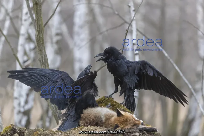 : Two common raven (Corvus corax), fighting and feeding on the : Two common raven (Corvus corax), fighting and feeding on the
