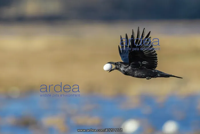  : Common raven (Corvus corax) flies with a stolen