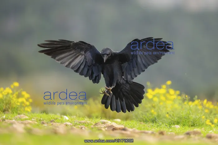 : Common raven (Corvus corax) in flight : Common raven (Corvus corax) in flight