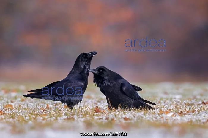 : Common raven (Corvus corax) mating pair, mating : Common raven (Corvus corax) mating pair, mating