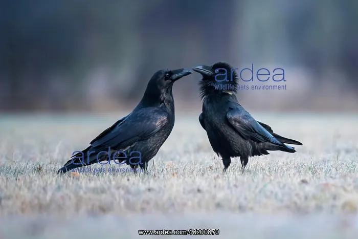 : Common raven (Corvus corax) pair during courtship : Common raven (Corvus corax) pair during courtship