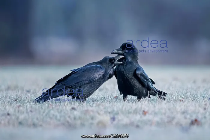 : Common raven (Corvus corax) pair during courtship : Common raven (Corvus corax) pair during courtship
