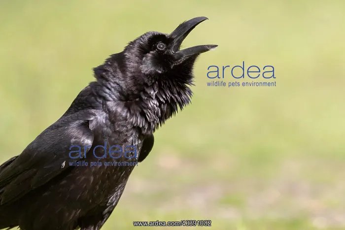 : Common raven (Corvus corax), portrait, calling : Common raven (Corvus corax), portrait, calling