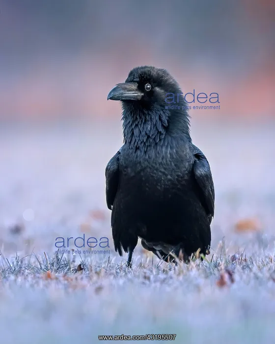 : Common raven (Corvus corax) Snowy landscape at sunrise : Common raven (Corvus corax) Snowy landscape at sunrise
