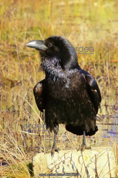 : Common Raven (Corvus corax) on a stone : Common Raven (Corvus corax) on a stone