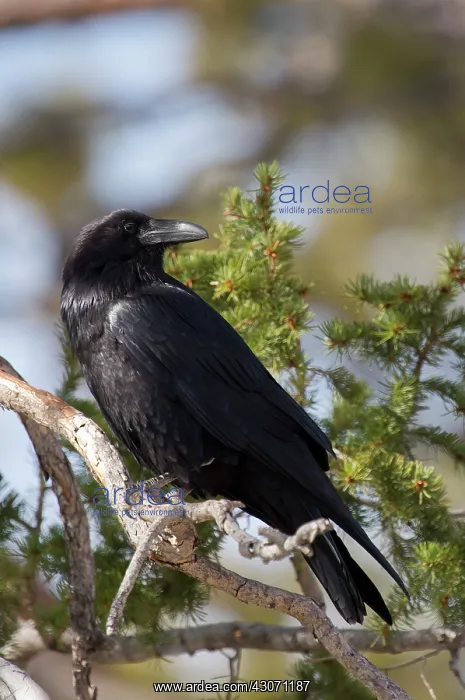 : Common Raven (Corvus corax). Swamp Canyon, Bryce : Common Raven (Corvus corax). Swamp Canyon, Bryce