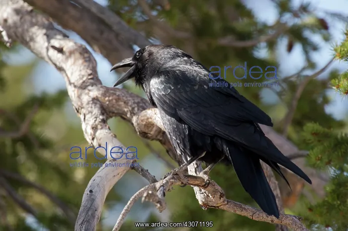 : Common Raven (Corvus corax). Swamp Canyon, Bryce : Common Raven (Corvus corax). Swamp Canyon, Bryce