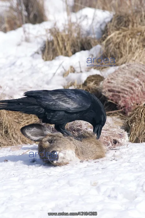 : Common Raven at Deer Carcass : Common Raven at Deer Carcass