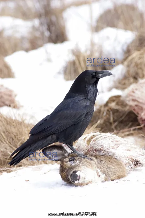 : Common Raven at Deer Carcass : Common Raven at Deer Carcass