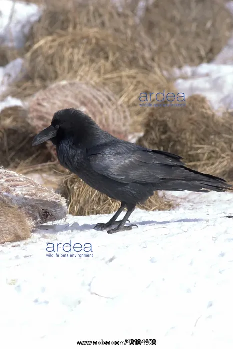 : Common Raven at Deer Carcass : Common Raven at Deer Carcass