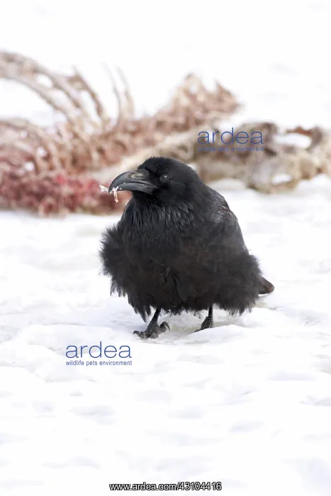 : Common Raven at Deer Carcass : Common Raven at Deer Carcass