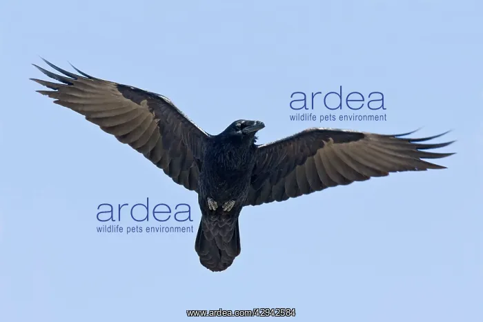 : Common Raven - in flight : Common Raven - in flight