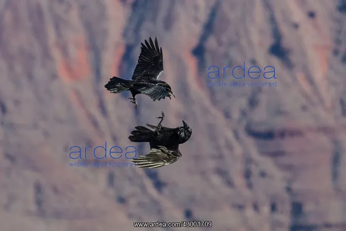 : Common Raven - two in flight : Common Raven - two in flight