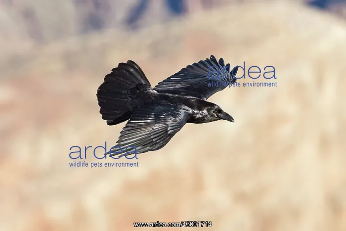 : Common Raven - in flight : Common Raven - in flight
