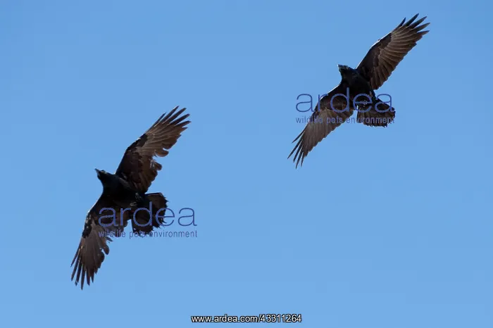 : Common Raven - in flight : Common Raven - in flight