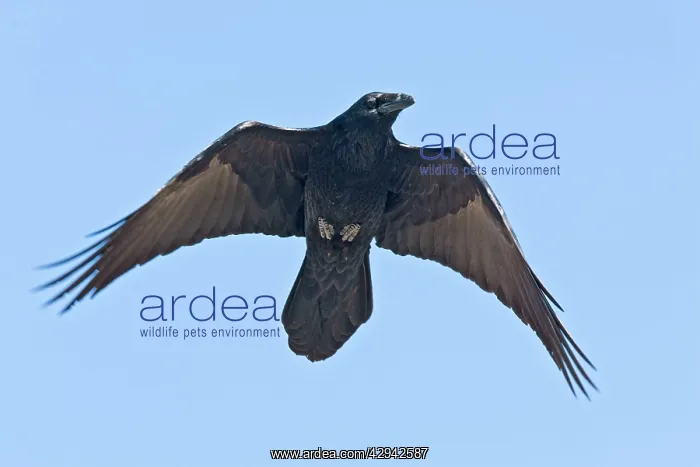 : Common Raven -in flight : Common Raven -in flight