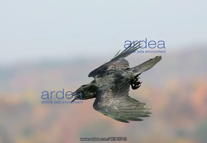 : Common Raven - Ravens are found mainly in mountainous : Common Raven - Ravens are found mainly in mountainous