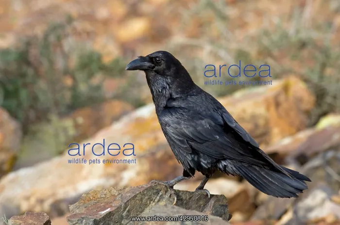 : Common Raven - subspecies tingitanus : Common Raven - subspecies tingitanus