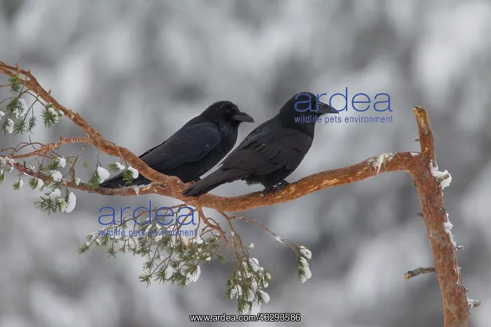 : Common Ravens - adult ravens in winter - Sweden : Common Ravens - adult ravens in winter - Sweden