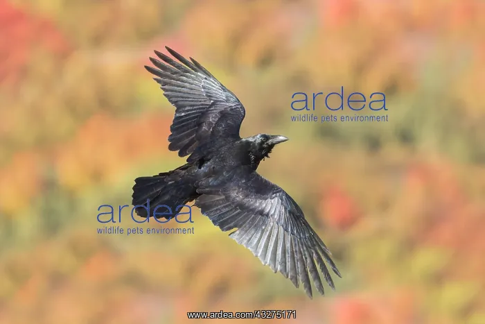 : Common Ravin, Corvus corax. In flight along Connecticut ridg : Common Ravin, Corvus corax. In flight along Connecticut ridg