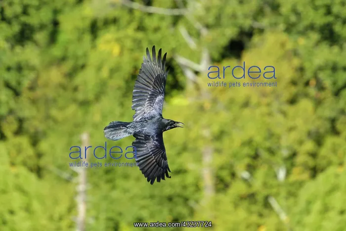 : Common Ravin Corvus corax One of the more intellegent : Common Ravin Corvus corax One of the more intellegent