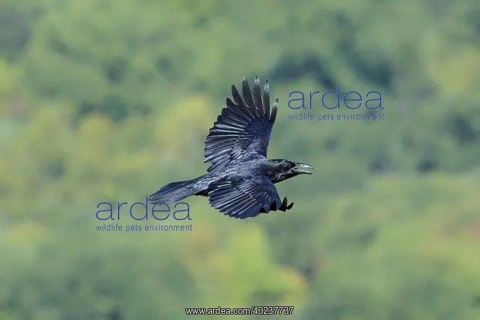 : Common Ravin Corvus corax One of the more intellegent : Common Ravin Corvus corax One of the more intellegent
