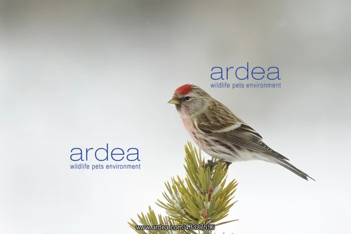 : Common Red Poll : Common Red Poll