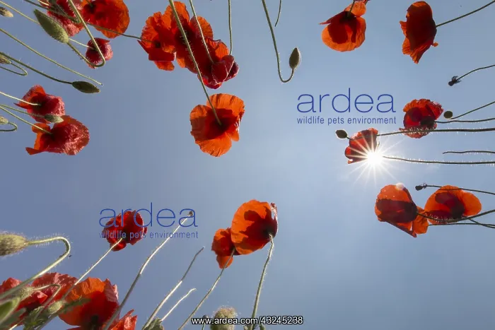 : Common Red Poppy, Flanders Poppy - flowering : Common Red Poppy, Flanders Poppy - flowering