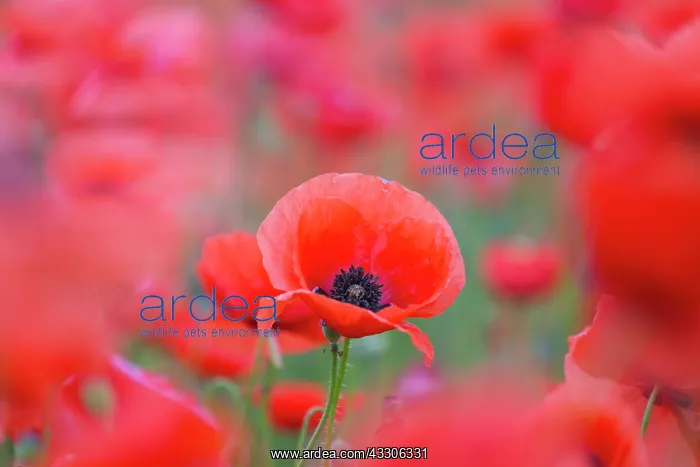 : Common Red Poppy, Flanders Poppy - flowering poppies : Common Red Poppy, Flanders Poppy - flowering poppies