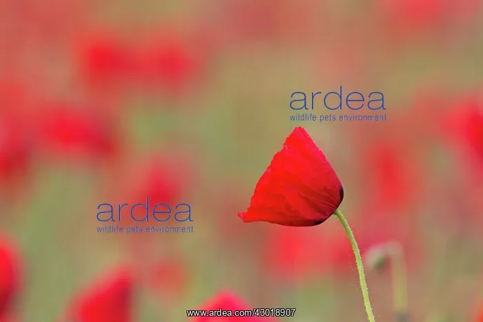  : Common Red Poppy flowering