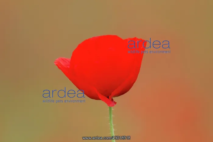  : Common Red Poppy flowering