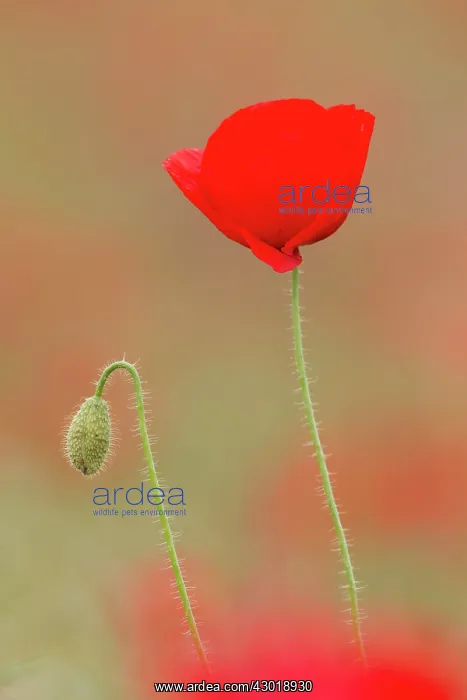  : Common Red Poppy flowering