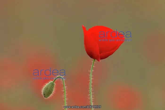  : Common Red Poppy flowering