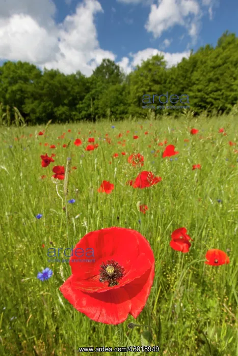 : Common Red Poppy flowering : Common Red Poppy flowering